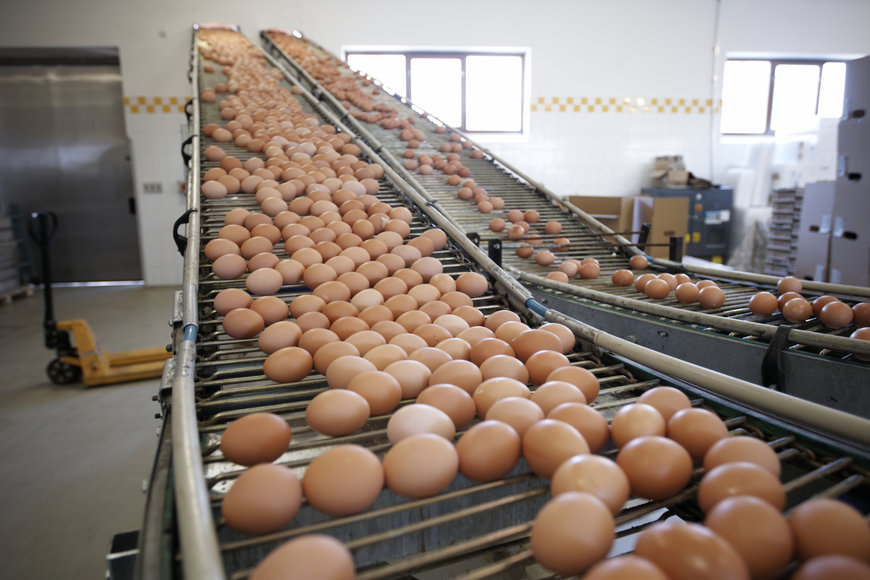 Grading facility puts its eggs in the Rotamec basket
